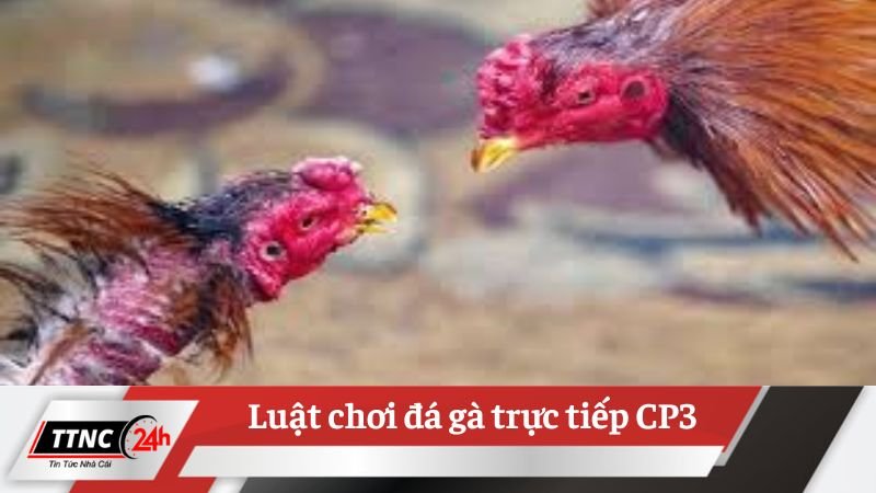 da-ga-truc-tiep-cp3-2