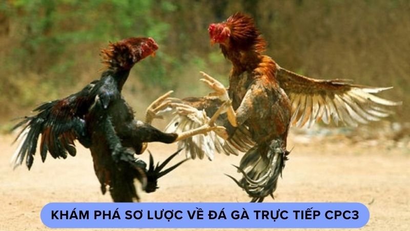 Khám phá sơ lược về đá gà trực tiếp cpc3