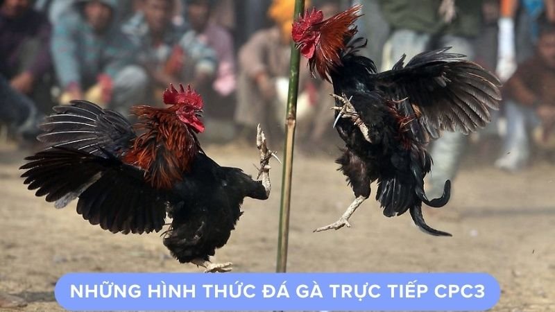 Những hình thức đá gà trực tiếp cpc3