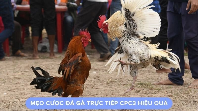 Mẹo cược đá gà trực tiếp cpc3 hiệu quả