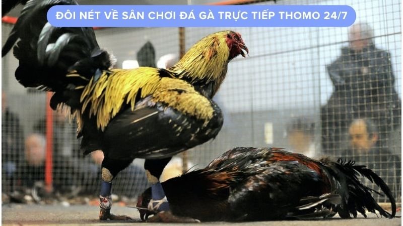 Đôi nét về sân chơi đá gà trực tiếp Thomo 24/7