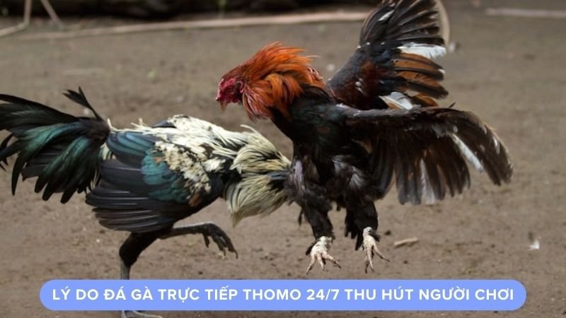 Lý do đá gà trực tiếp Thomo 24/7 thu hút người chơi