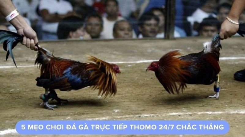 5 mẹo chơi đá gà trực tiếp Thomo 24/7 chắc thắng