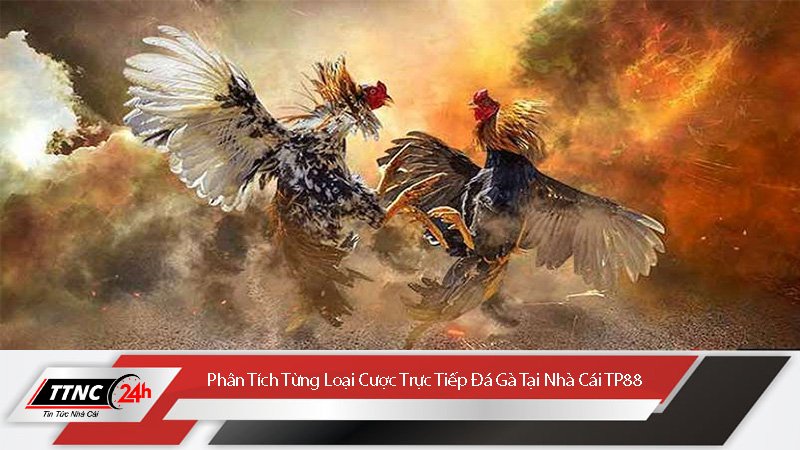 kenh-xem-truc-tiep-da-ga-chat-luong-cao