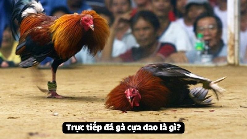 Trực tiếp đá gà cựa dao là gì?