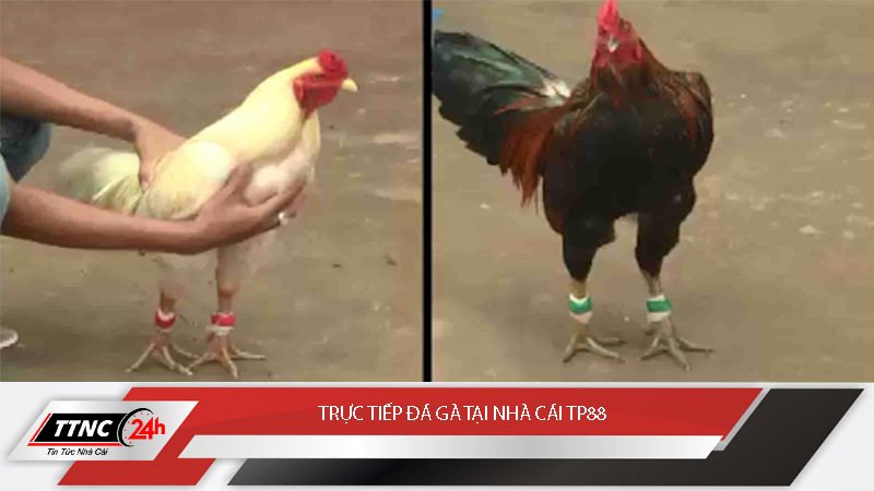 truc-tiep-da-ga