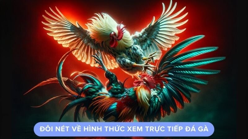 xem-da-ga-truc-tiep-1