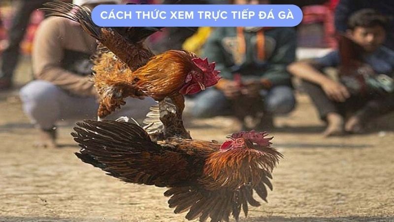 xem-da-ga-truc-tiep-3